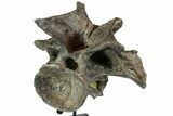Camarasaurus Atlas (st Cervical) Vertebrae - Very Rare #77949-2